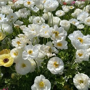 Meet your Posher, Paulina